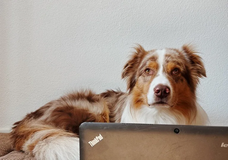 Frankie, rotbraun-weißer Hund, schaut hinter einem aufgeklappten ThinkPad hervor